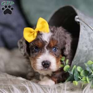 Brenda, Mini Bernedoodle Puppy