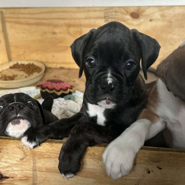 Layla, Boxer Puppy