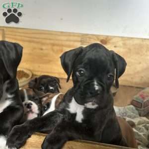 Layla, Boxer Puppy