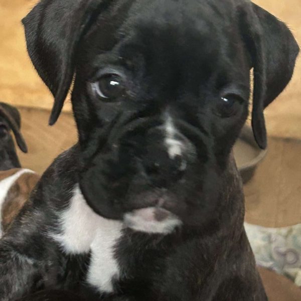 Layla, Boxer Puppy