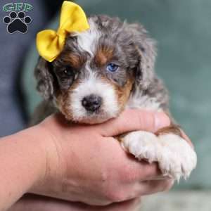Brenda, Mini Bernedoodle Puppy