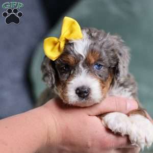 Brenda, Mini Bernedoodle Puppy