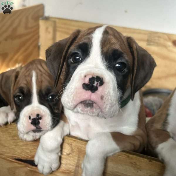 Tank, Boxer Puppy