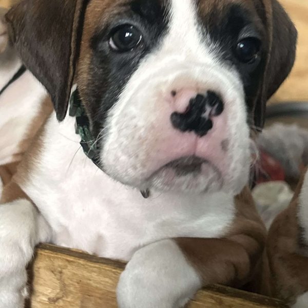 Tank, Boxer Puppy