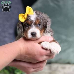 Brenda, Mini Bernedoodle Puppy