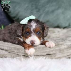 Brandi, Mini Bernedoodle Puppy