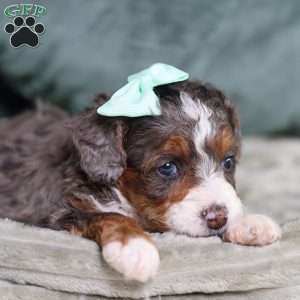 Brandi, Mini Bernedoodle Puppy