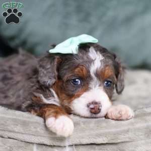 Brandi, Mini Bernedoodle Puppy