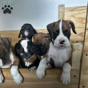 Tank, Boxer Puppy