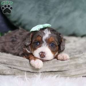Brandi, Mini Bernedoodle Puppy
