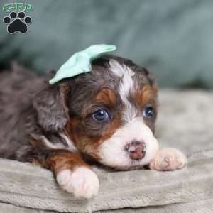 Brandi, Mini Bernedoodle Puppy