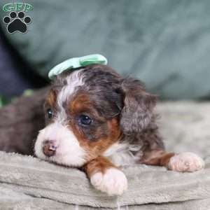 Brandi, Mini Bernedoodle Puppy