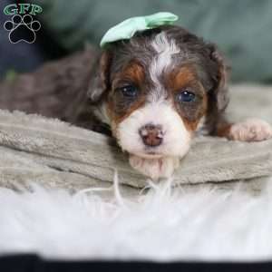 Brandi, Mini Bernedoodle Puppy
