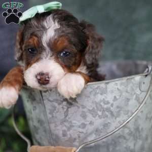 Brandi, Mini Bernedoodle Puppy