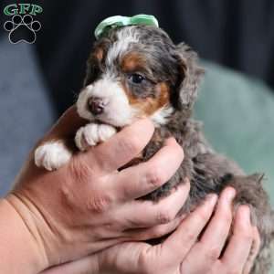 Brandi, Mini Bernedoodle Puppy