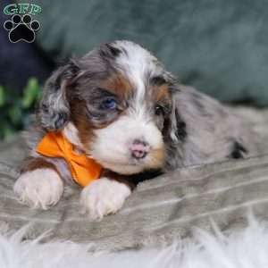 Bucky, Mini Bernedoodle Puppy