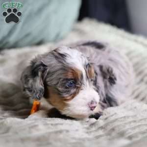 Bucky, Mini Bernedoodle Puppy