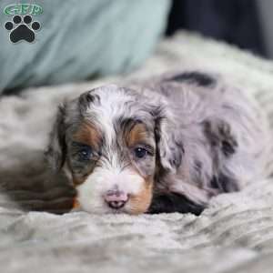 Bucky, Mini Bernedoodle Puppy