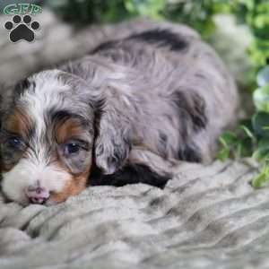 Bucky, Mini Bernedoodle Puppy