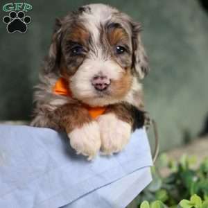 Bucky, Mini Bernedoodle Puppy