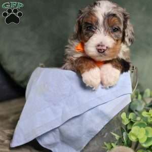 Bucky, Mini Bernedoodle Puppy
