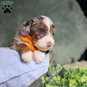 Bucky, Mini Bernedoodle Puppy
