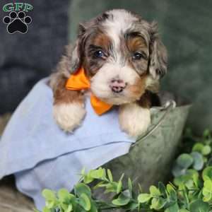 Bucky, Mini Bernedoodle Puppy