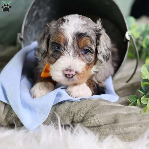 Bucky, Mini Bernedoodle Puppy