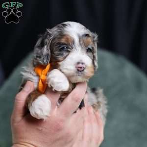 Bucky, Mini Bernedoodle Puppy