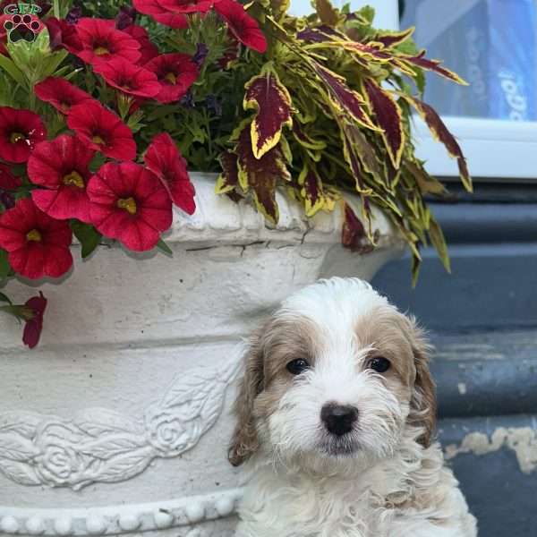 Mally, Cockapoo Puppy