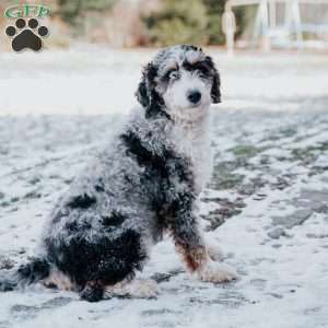 Blossom, Mini Bernedoodle Puppy