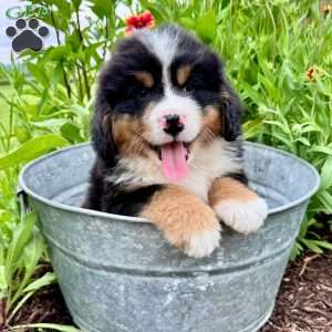 Dusty, Bernese Mountain Dog Puppy