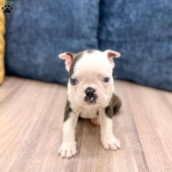 Toby, Boston Terrier Puppy