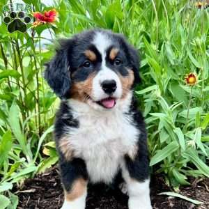 Fern, Bernese Mountain Dog Puppy