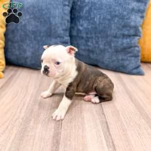 Toby, Boston Terrier Puppy