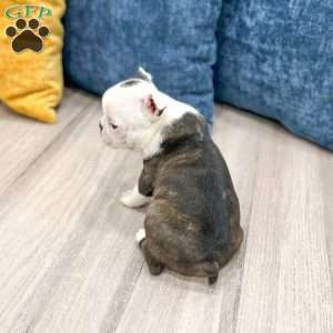 Toby, Boston Terrier Puppy