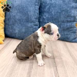 Toby, Boston Terrier Puppy