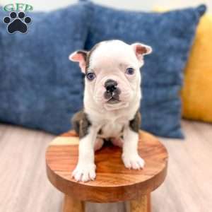 Toby, Boston Terrier Puppy