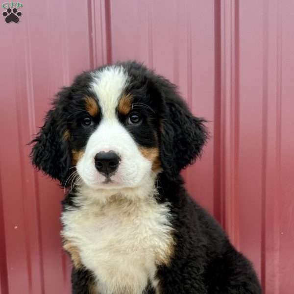 Ana, Bernese Mountain Dog Puppy