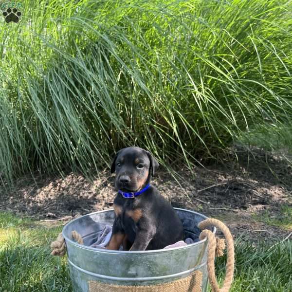 Stitch, Doberman Pinscher Puppy