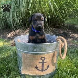 Stitch, Doberman Pinscher Puppy