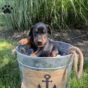 Teddy, Doberman Pinscher Puppy