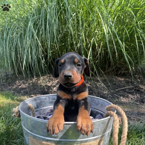 Teddy, Doberman Pinscher Puppy
