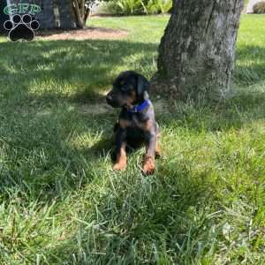 Stitch, Doberman Pinscher Puppy