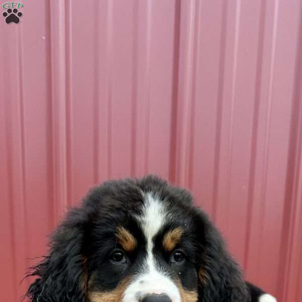 Fern, Bernese Mountain Dog Puppy