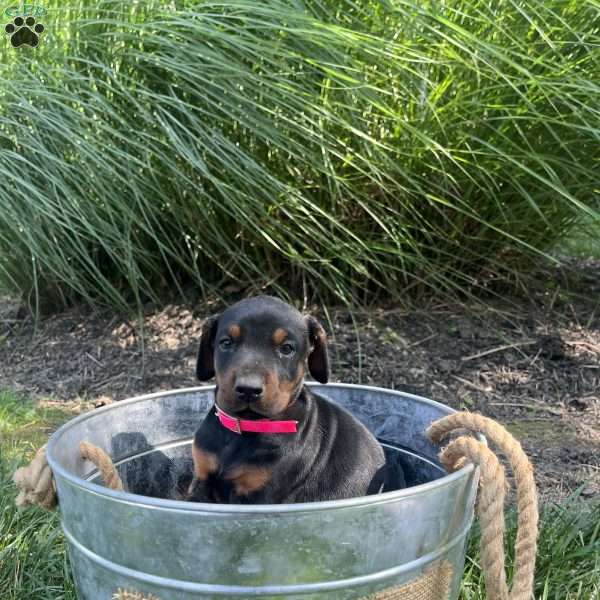 Princess, Doberman Pinscher Puppy