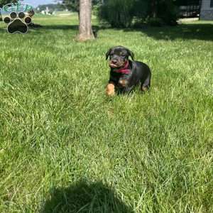 Princess, Doberman Pinscher Puppy
