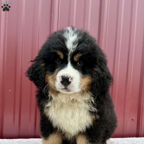 Dusty, Bernese Mountain Dog Puppy