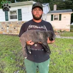 Wolfy, Cane Corso Puppy