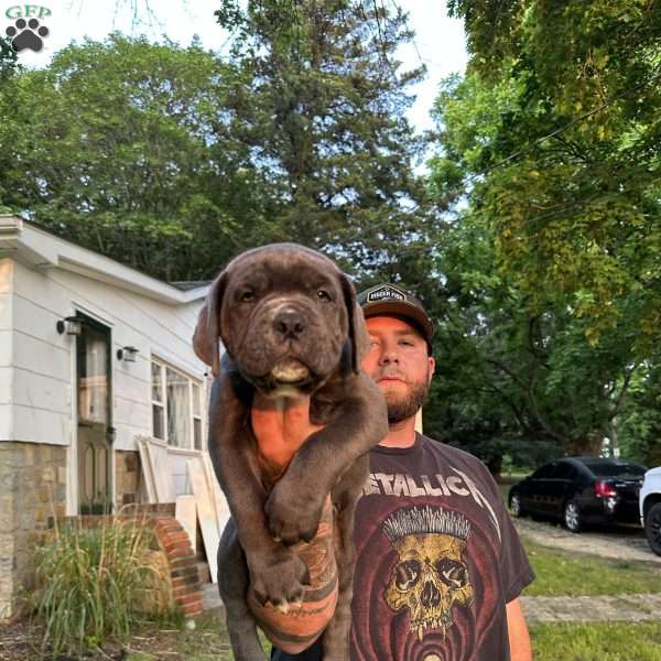 Scrappy, Cane Corso Puppy